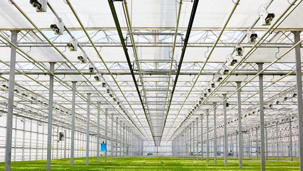 interior view of a greenhouse with metal structure and rows of plants under bright natural light showcasing modern agricultural technology for sustainable growth
