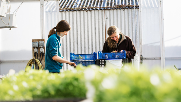 two women working in a greenhouse sorting plants with green foliage in the foreground and equipment in the background 5 gardening tips for beginners