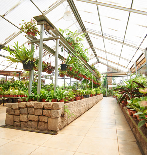 interior of a greenhouse with plant rows and hanging planters featuring various green plants and flowers for garden enthusiasts and indoor gardening tips 2 types of plants