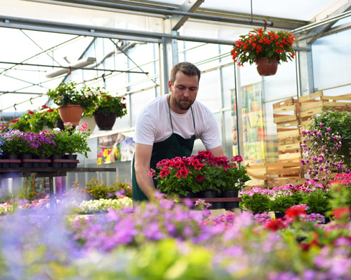 man tending to potted flowers in a greenhouse surrounded by various colorful blooms showcasing gardening techniques with flowers 3 varieties 3 colors 3 blooms