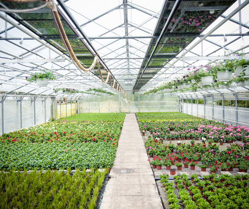 spacious greenhouse filled with vibrant flowers and plants arranged in rows showcasing a variety of colors enhancing gardening and floral beauty 2 types of plants