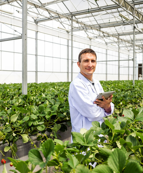 man in a greenhouse holding a tablet surrounded by strawberry plants demonstrating modern farming techniques 2 innovative solutions 2 agriculture