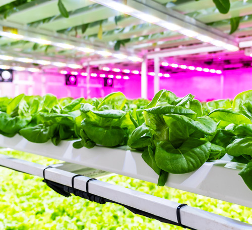 hydroponic lettuce growing in indoor farm with LED lights illuminating the green plants showcasing three layers of natural growth