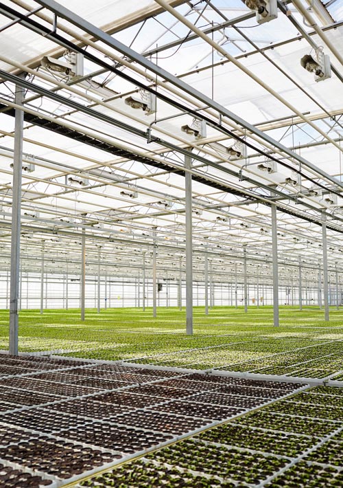 large greenhouse interior with rows of plants growing on shelves showcasing sustainable agriculture and efficient crop production techniques in a bright environment