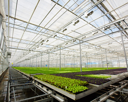 a vast greenhouse filled with rows of vibrant green plants on trays showcasing hydroponic gardening techniques and advanced plant growth systems