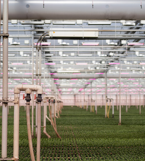 greenhouse interior with irrigation pipes and LED lights showcasing rows of seedlings for efficient growth and cultivation of plants in a controlled environment 3 techniques 3 systems 3 plants