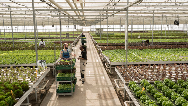 employees working in a greenhouse filled with rows of vibrant green plants and trays of seedlings surrounded by a healthy growing environment with 13 different plant varieties visible