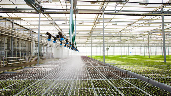 greenhouse with irrigation system spraying water on rows of young plants showcasing 12 varieties of crops
