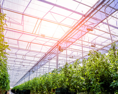 interior of a greenhouse with vibrant plants under glass roof showcasing efficient growth techniques and sustainable practices for 9 types of crops