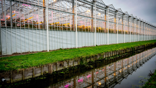 a greenhouse structure with reflective water and green grass alongside it showcasing sustainable agriculture practices and modern farming techniques
