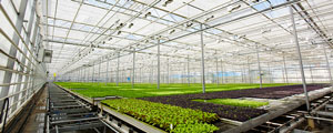 Large greenhouse with plants