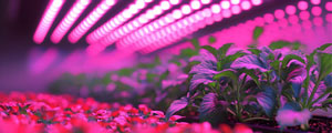 Plants under LED lights