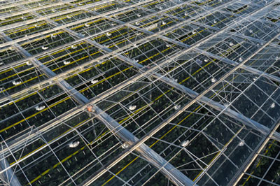 The roof of a large glass greenhouse