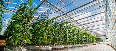 A commercial greenhouse with crops