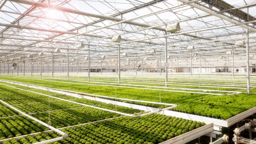 Commercial Glasshouse Structures UK: A Grower's Guide to Choosing the Right Design Choosing the right commercial greenhouse in the UK is a critical investment for any grower. This expert guide simplifies your decision by comparing the leading glasshouse structures, from the industry-standard Venlo greenhouse to wide-span and film-clad polystructure designs. We analyse key factors for UK growers, including frame strength, light transmission, and energy-efficient cladding options like glass and polycarbonate. Read the full analysis to understand which structure offers the best long-term performance and profitability for your horticultural business.